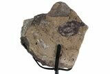 Fossil Theropod Vertebra Section w/ Metal Stand - Colorado #383252-2